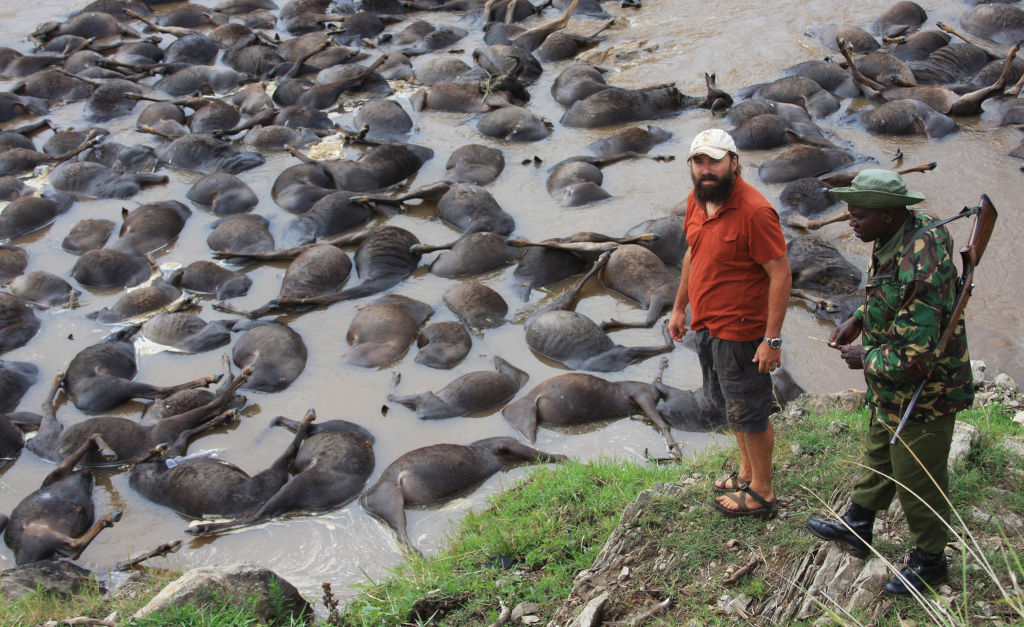 wildebeest drownings in Mara River. From Cary Institute website